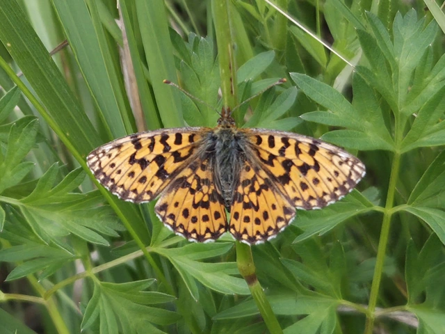 Boloria dia - kis gyöngyházlepke