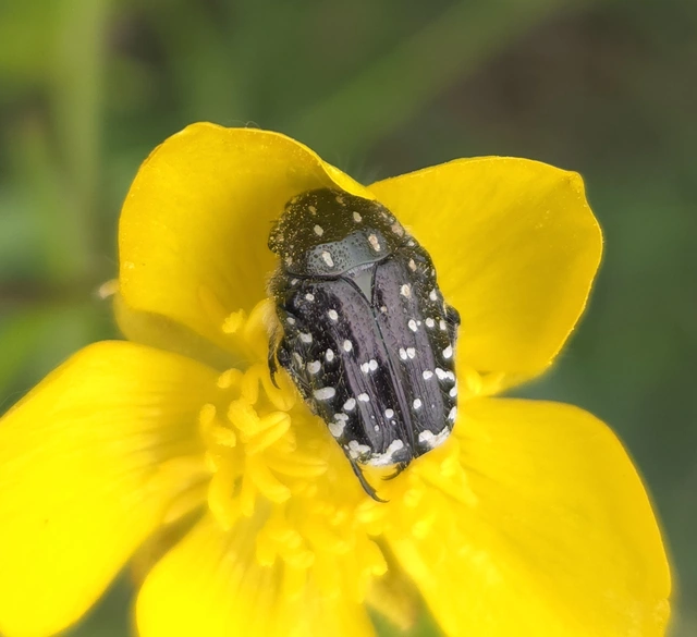 Oxythyrea funesta - sokpettyes virágbogár