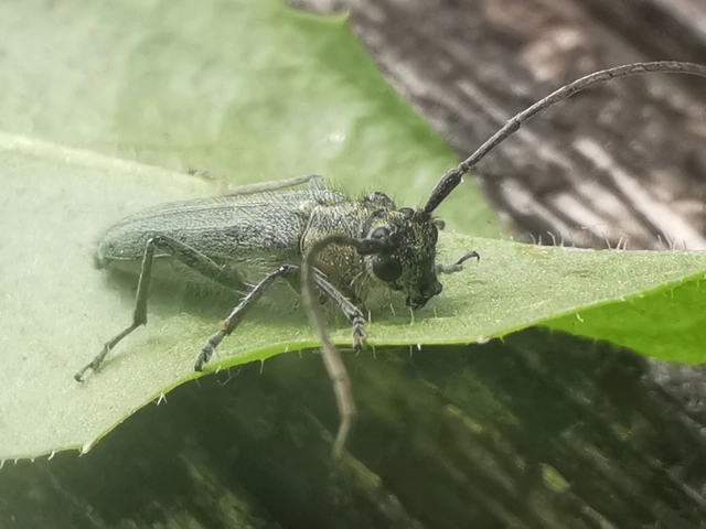 Phytoecia coerulescens - kígyósziszcincér