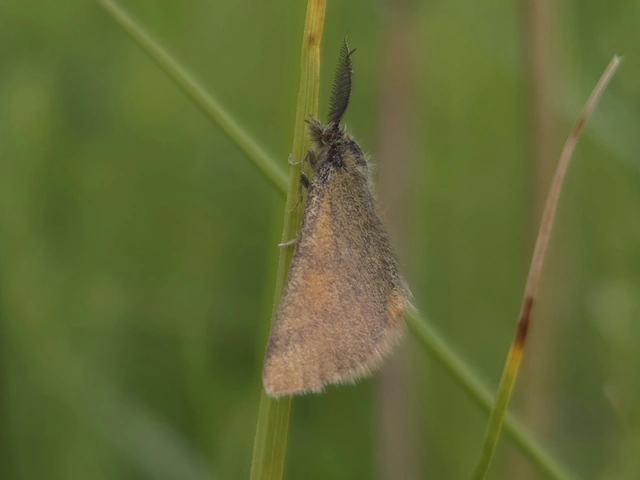 Lythria purpuraria - bíborsávos araszoló