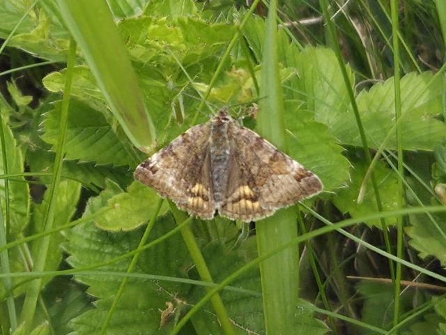 Euclidia glyphica - közönséges nappalibagoly