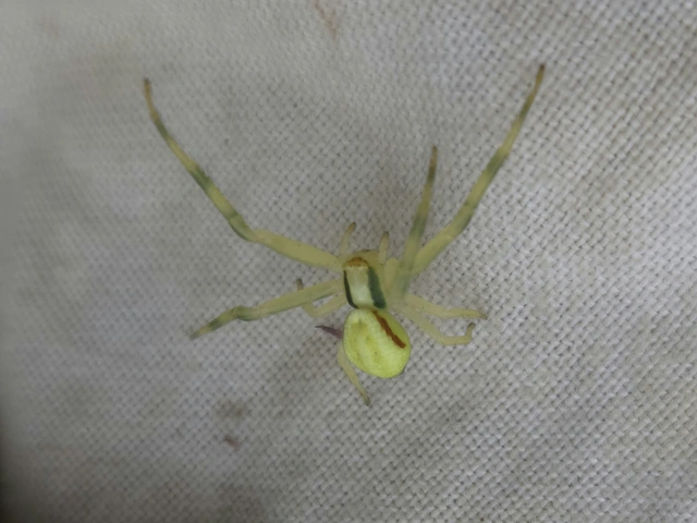 Misumena vatia - viráglakó karolópók