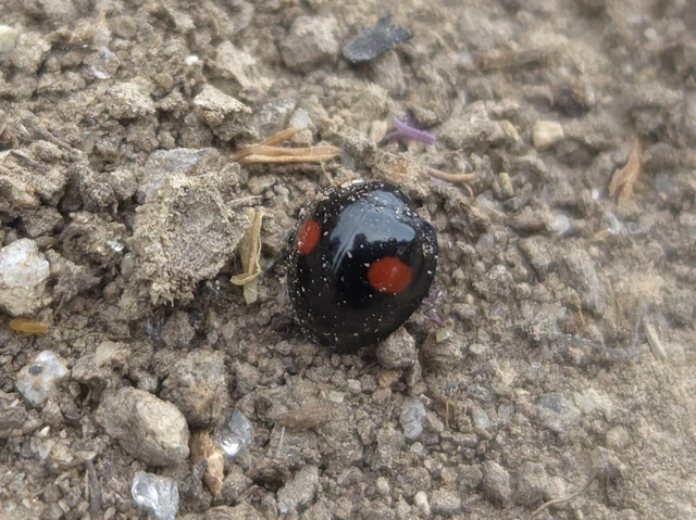 Chilocorus renipustulatus - vesefoltos szerecsenkata
