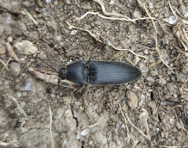Melanotus