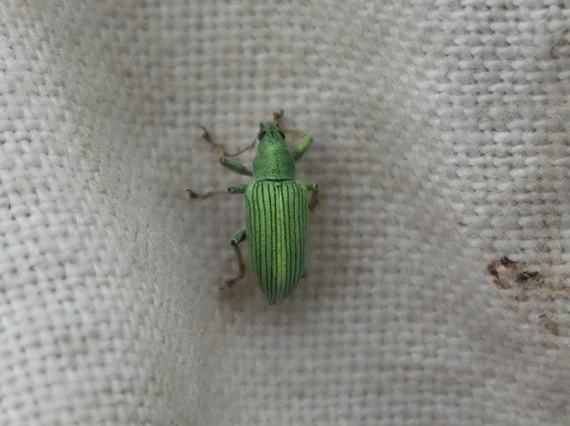Polydrusus formosus - selymes lombormányos
