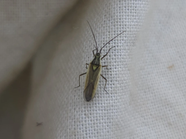 Acetropis