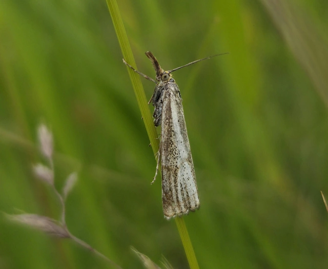 Thisanotia chrysonuchella - tavaszi fűgyökérmoly