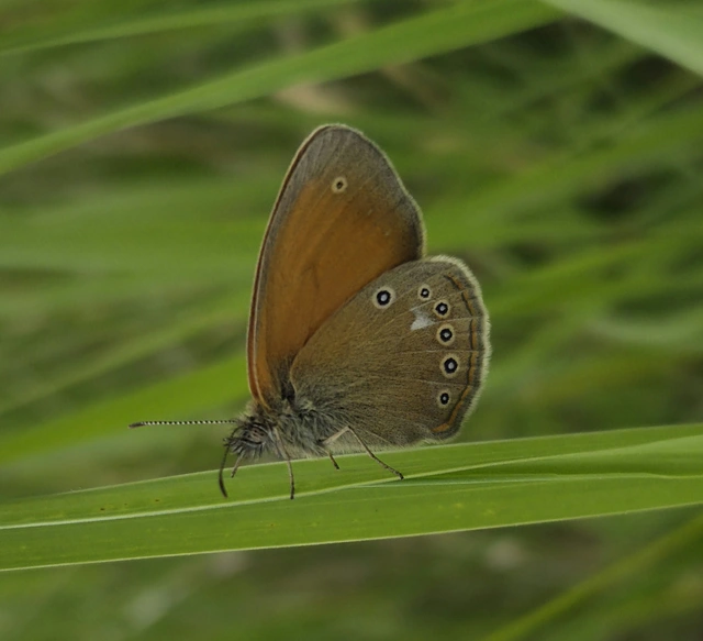 Coenonympha glycerion - közönséges szénalepke