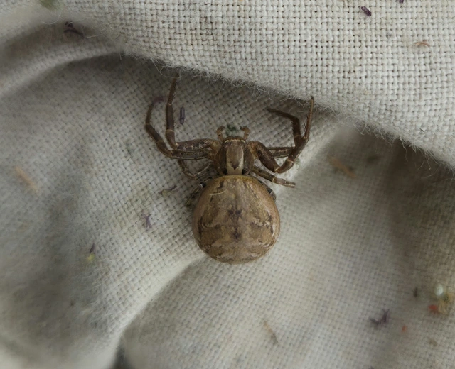 Xysticus