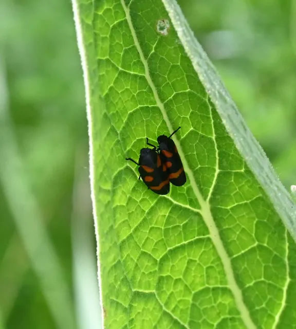 Cercopis arcuata/sanguinolenta