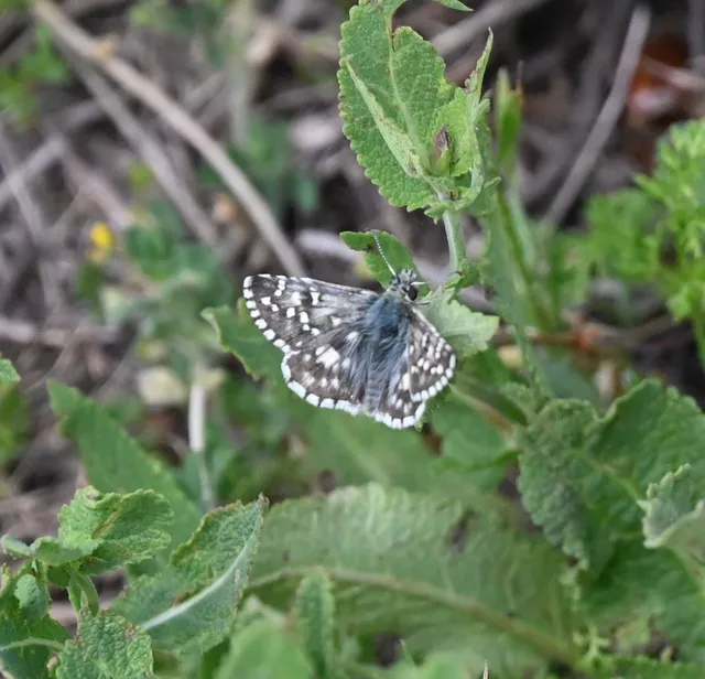 Pyrgus armoricanus - feles busalepke