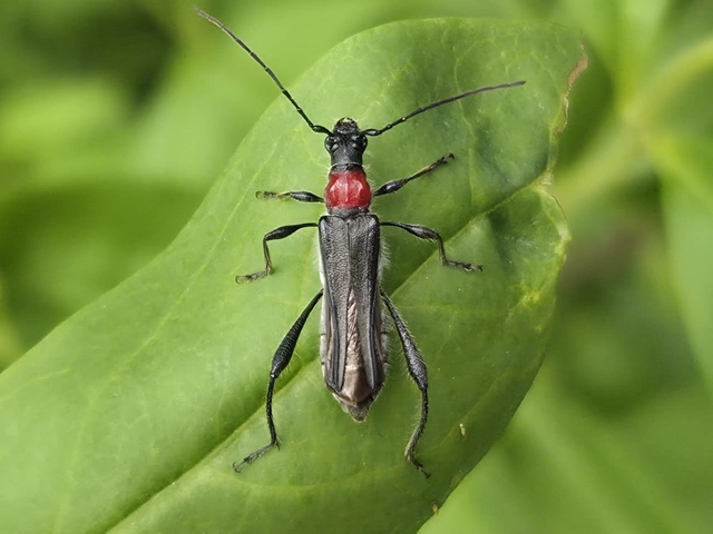 Callimoxys gracilis - frakkos cincér