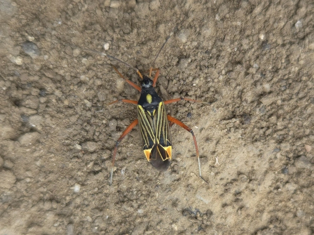 Miris striatus - sávos mezeipoloska