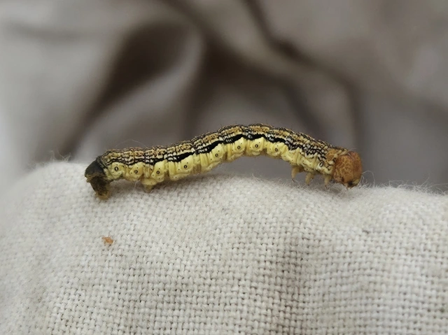 Erannis defoliaria - nagy téliaraszoló