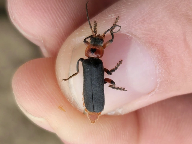 Cantharis rustica - suszterbogár