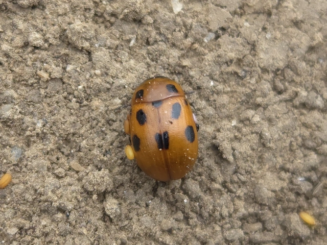 Gonioctena fornicata - közönséges lucernabogár