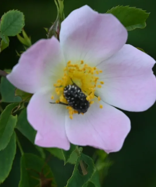 Oxythyrea funesta - sokpettyes virágbogár