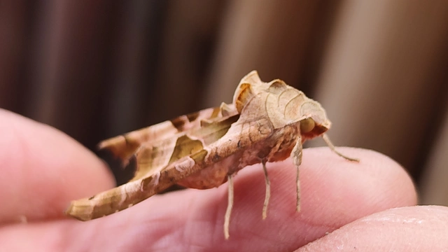 Phlogophora meticulosa - vándorló csipkésbagoly
