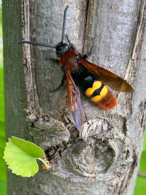 Megascolia maculata - óriás-tőrösdarázs