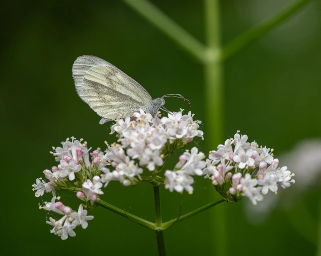 Leptidea sinapis - mustárlepke