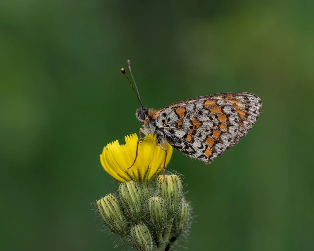Melitaea trivia - kis tarkalepke