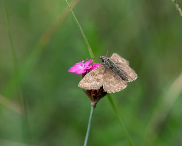 Erynnis tages - cigánylepke