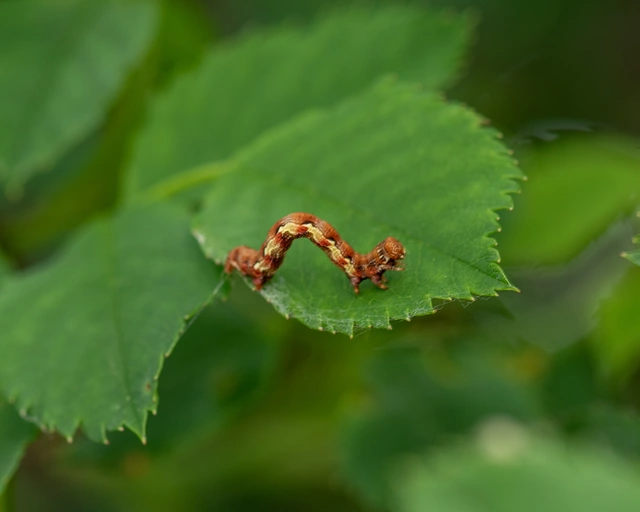 Erannis defoliaria - nagy téliaraszoló