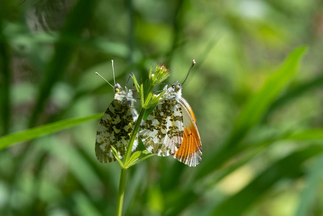 Anthocharis cardamines - hajnalpírlepke