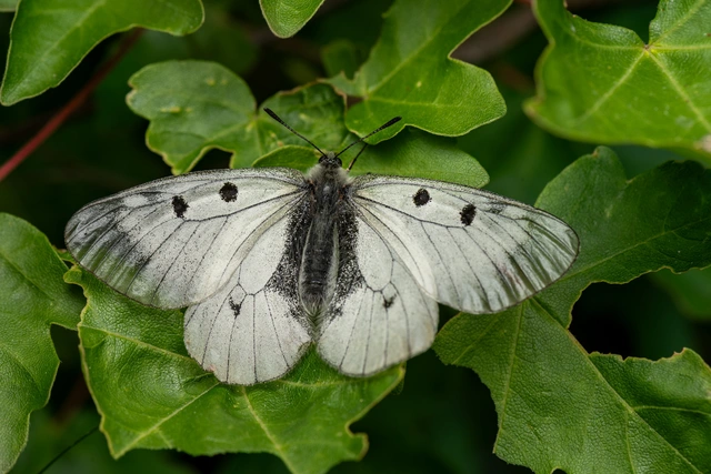 Parnassius mnemosyne - kis apollólepke