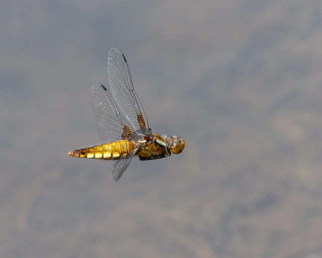 Libellula depressa - széles laposacsa