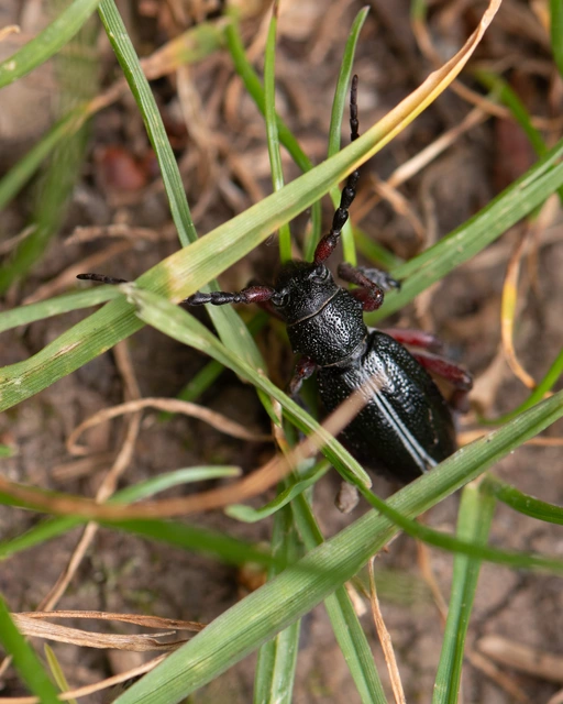 Dorcadion pedestre - kétsávos gyalogcincér