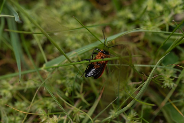 Pyrochroa coccinea - nagy bíborbogár