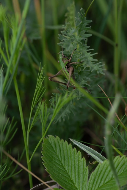 Decticus verrucivorus - szemölcsevő szöcske