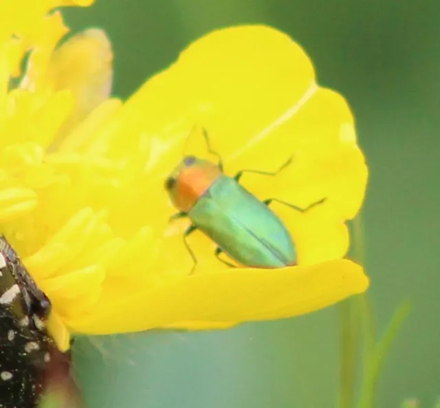 Anthaxia nitidula - ragyogó virágdíszbogár