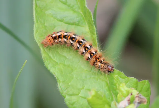 Acronicta rumicis - sóska-szigonyosbagoly