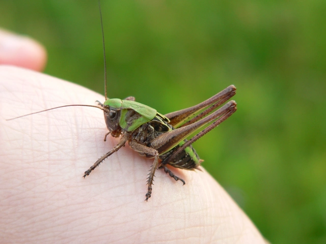 Decticus verrucivorus - szemölcsevő szöcske