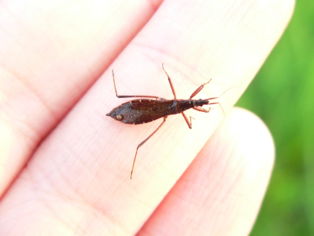 Pygolampis bidentata - karcsú rablópoloska