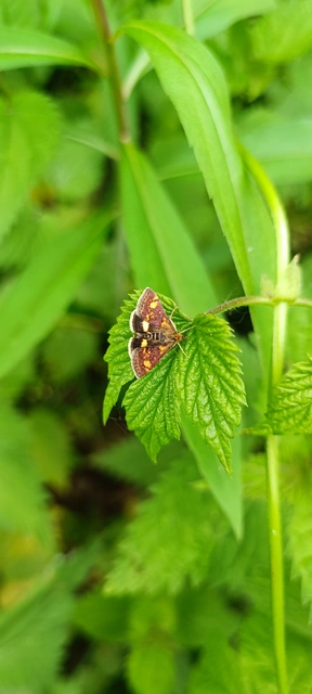 Pyrausta aurata - aranyló bíbormoly