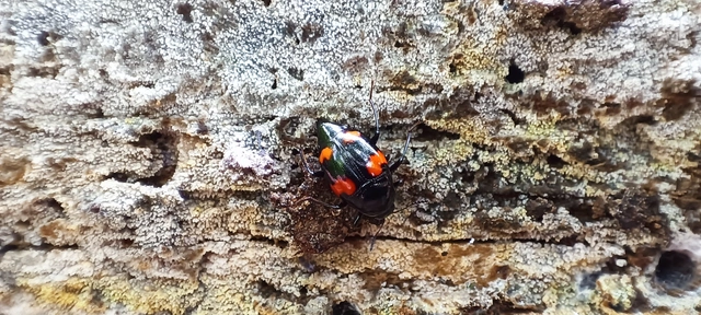 Scaphidium quadrimaculatum - négyfoltos sajkabogár