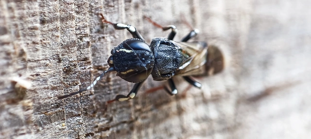 Hymenoptera - Hártyásszárnyúak