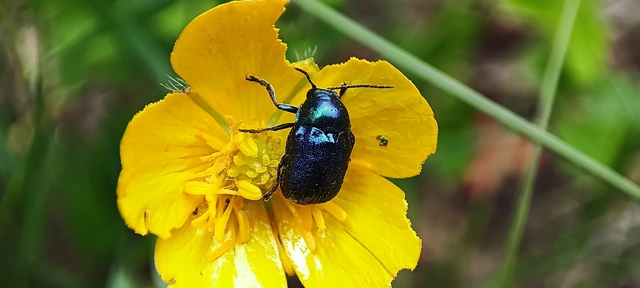 Cryptocephalus
