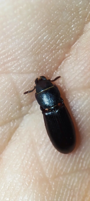 Tenebroides