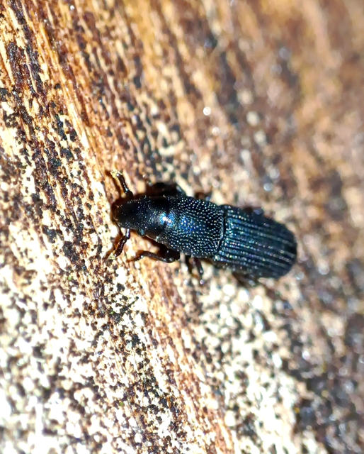 Rhyncolus elongatus - nyurga szúormányos Rhyncolus elongatus - nyurga szúormányos
