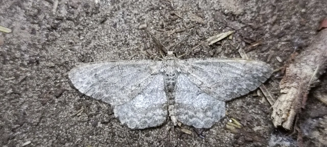 Hypomecis punctinalis - pettyes faaraszoló