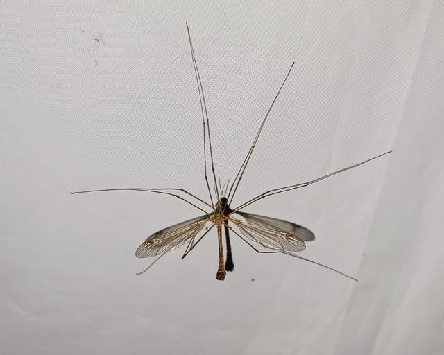 Diptera - Kétszárnyúak