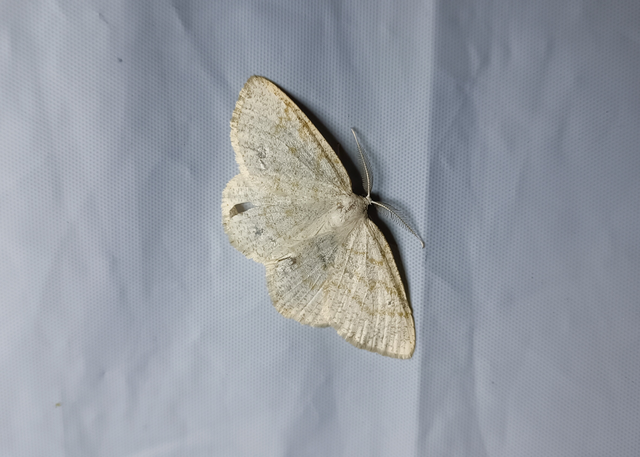 Cabera exanthemata - pettyes égeraraszoló