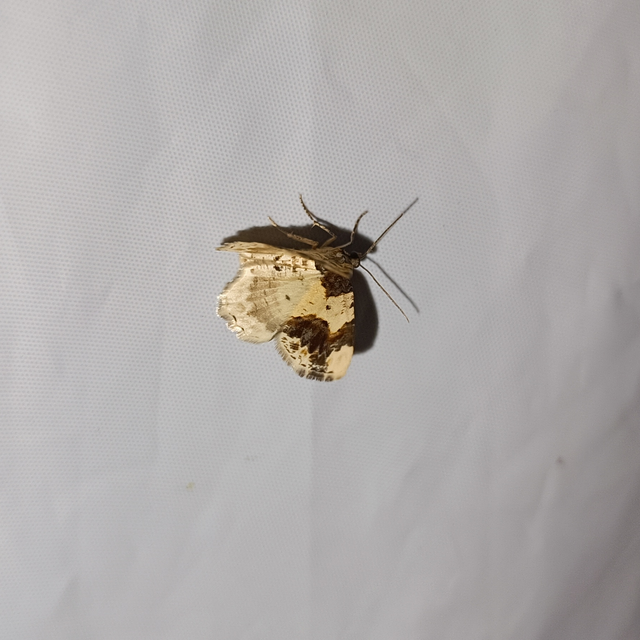 Ligdia adustata - barna levélaraszoló