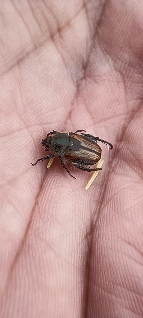 Chaetopteroplia segetum - rozsszipoly