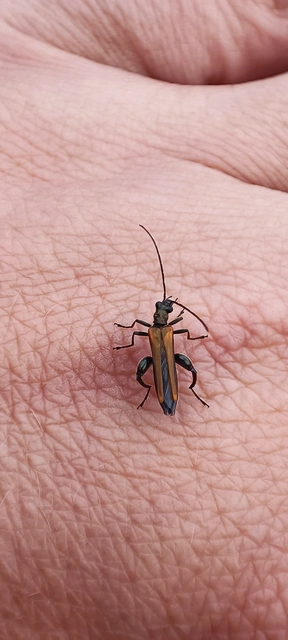 Oedemera podagrariae - székfű-álcincér