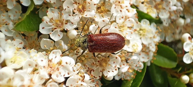 Omophlus proteus - közönséges pejbogár Omophlus proteus - közönséges pejbogár